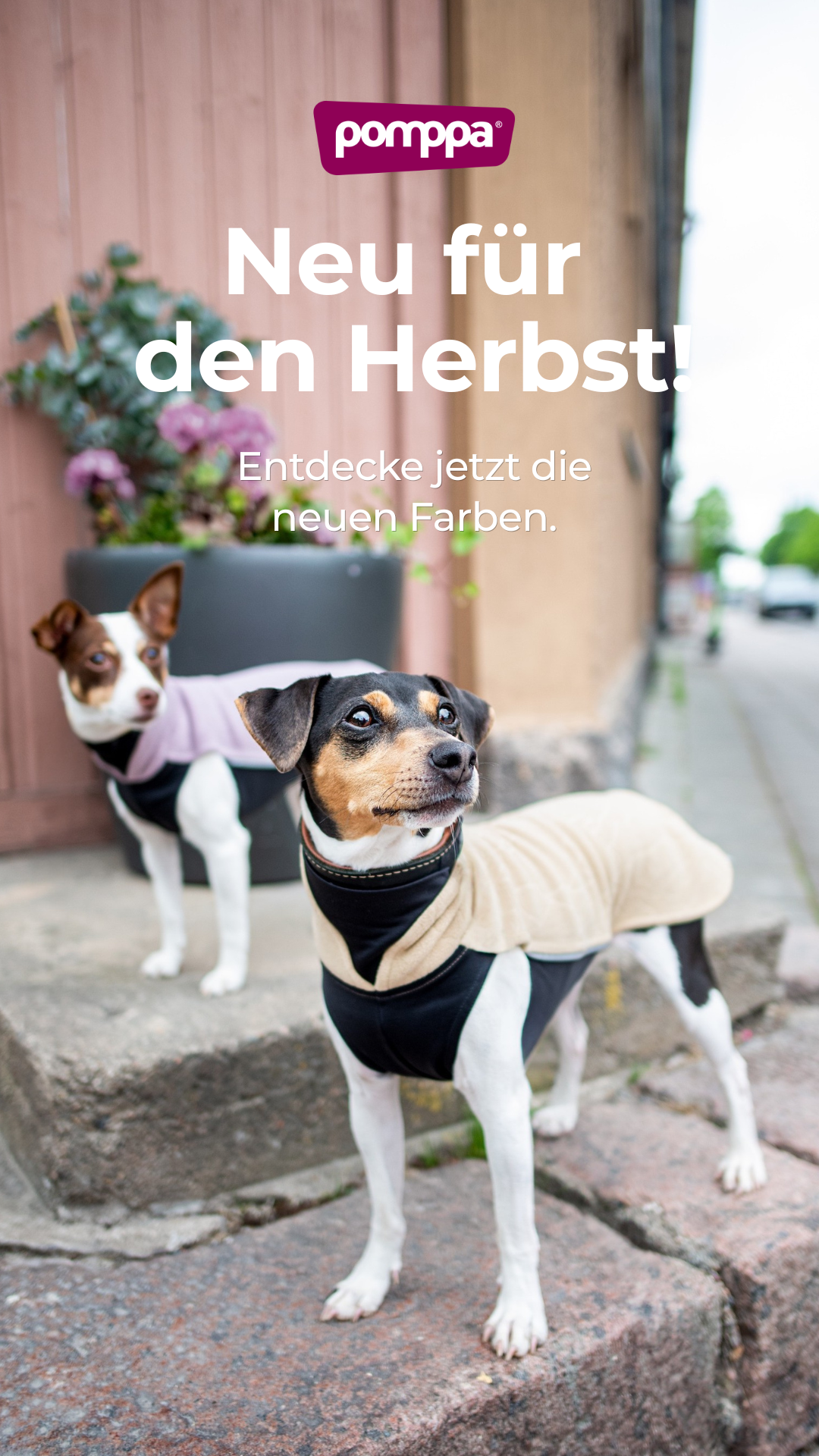 Pomppa Dogwear Facebook ad