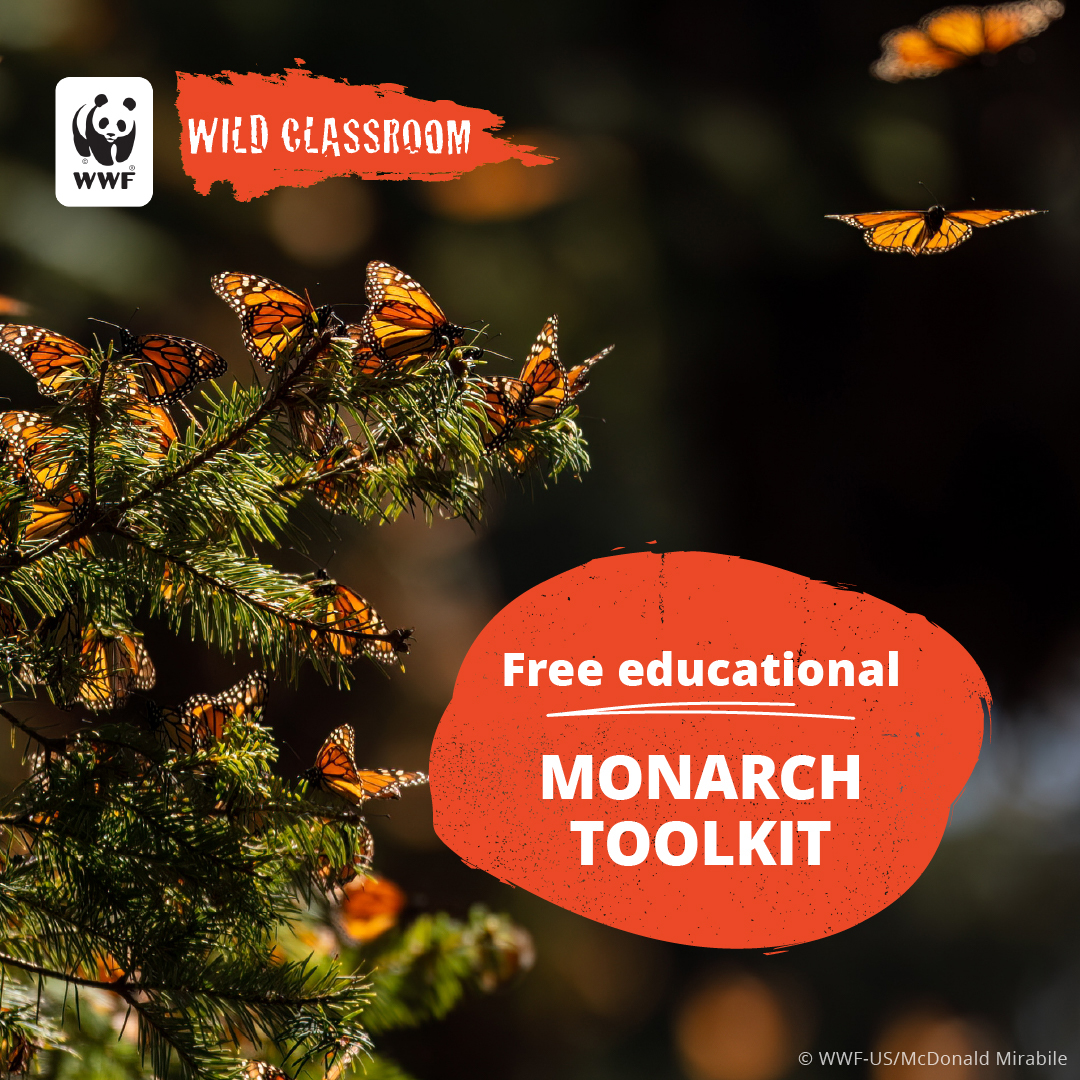 World Wildlife Fund Facebook ad