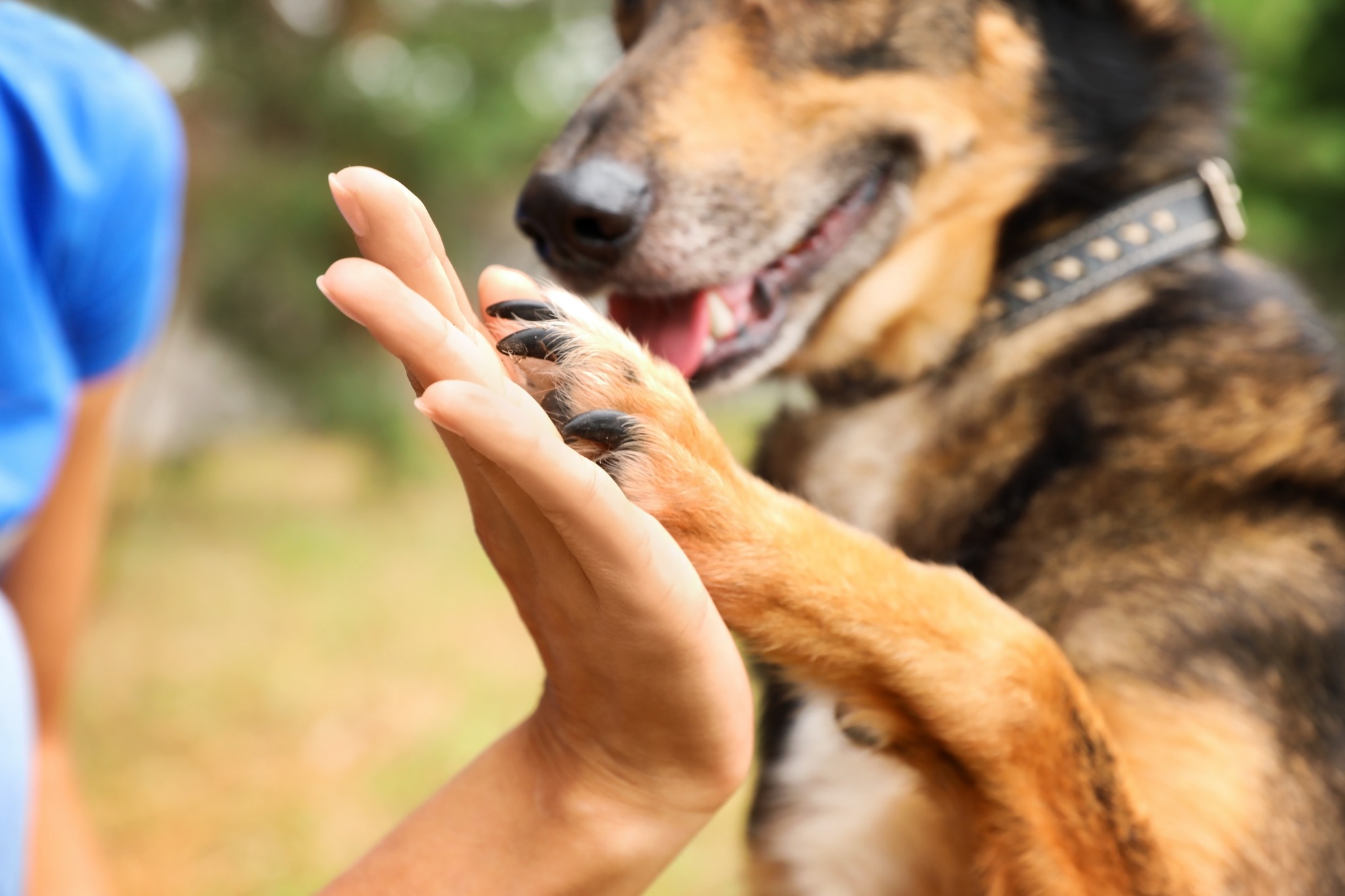 EFM Métiers Animaliers Facebook ad: Formation éducateur canin