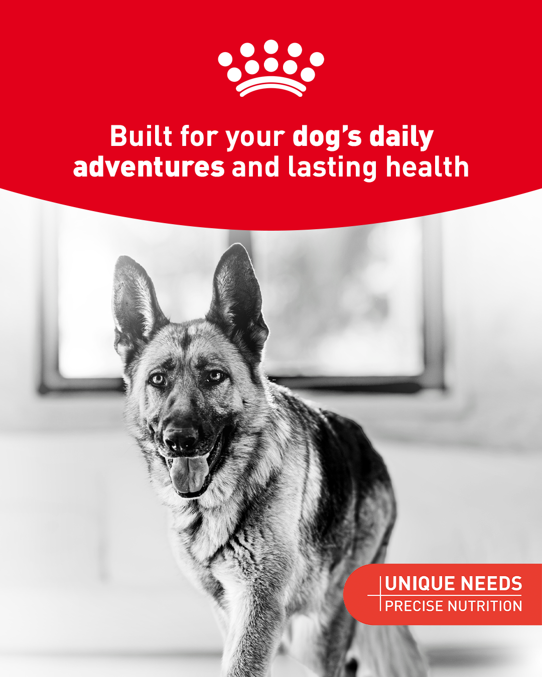 Royal Canin Facebook ad