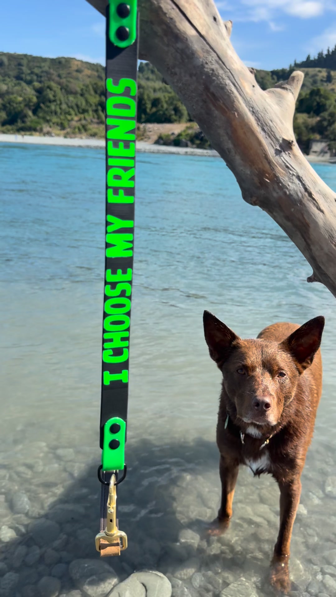Shine Pets NZ Facebook ad: Waterproof Dog Gear That Lasts!