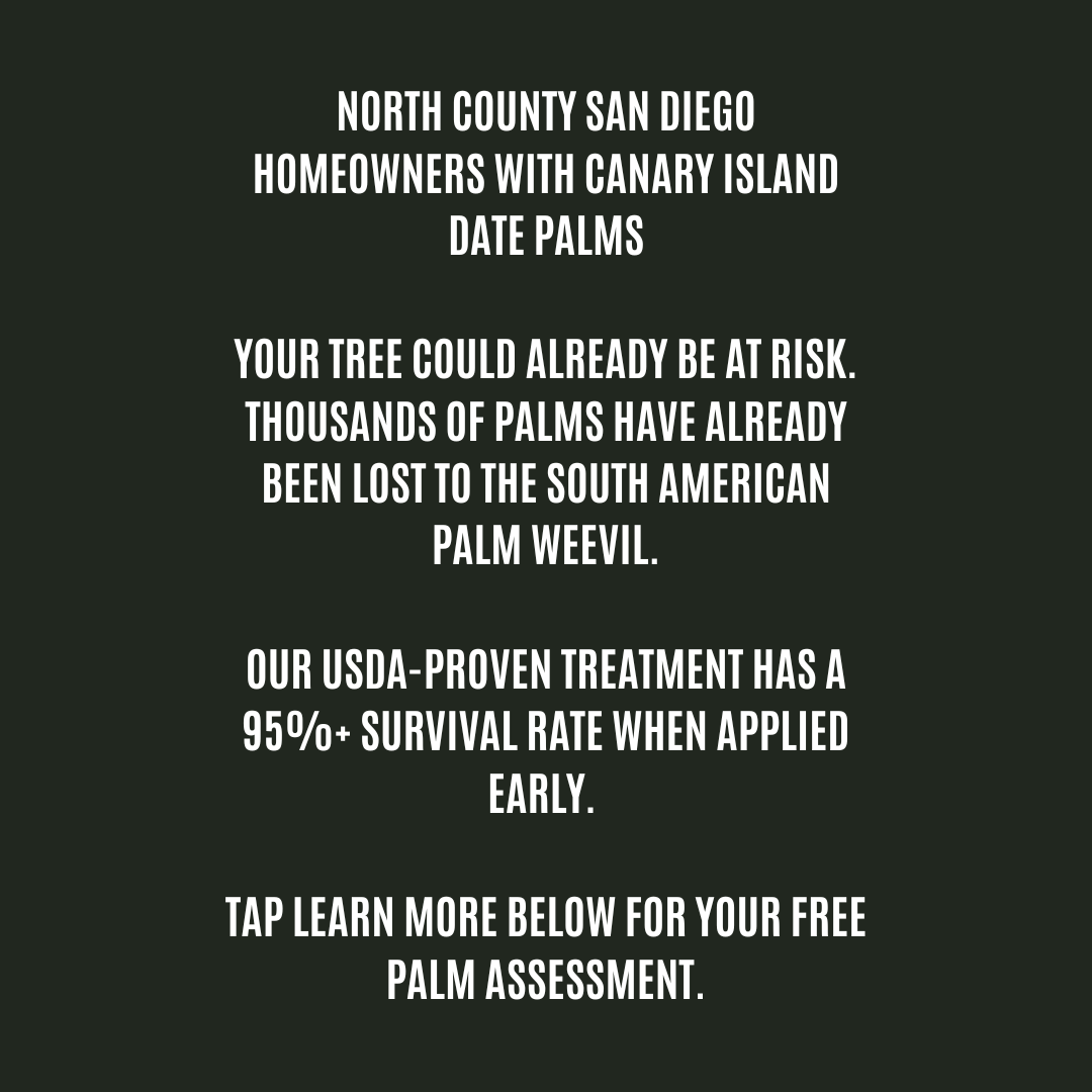 SD Soil and Soul Facebook ad: Protect Your Canary Island Date Palm for Up to 2 Years