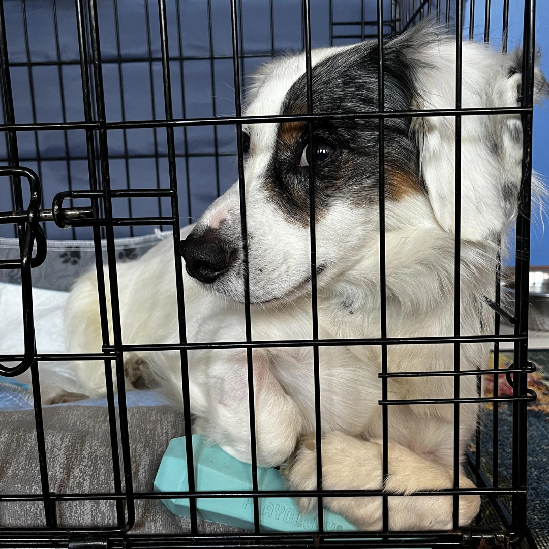 Sarah Troy Bishop Facebook ad: Read this if you have an anxious dog