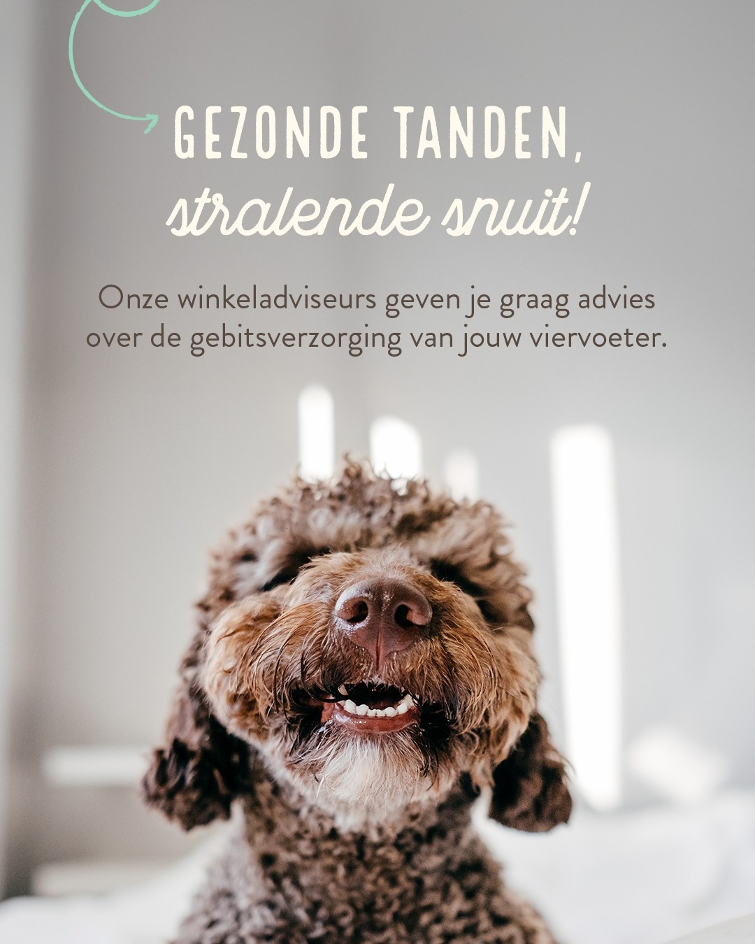 Cats & Dogs Facebook ad