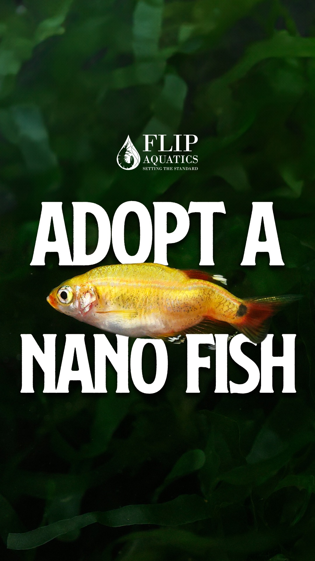 Flip Aquatics Facebook ad