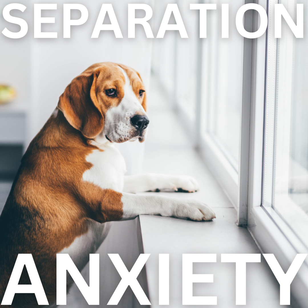 Beautifully Behaved Facebook ad: Expert Separation Anxiety Training
