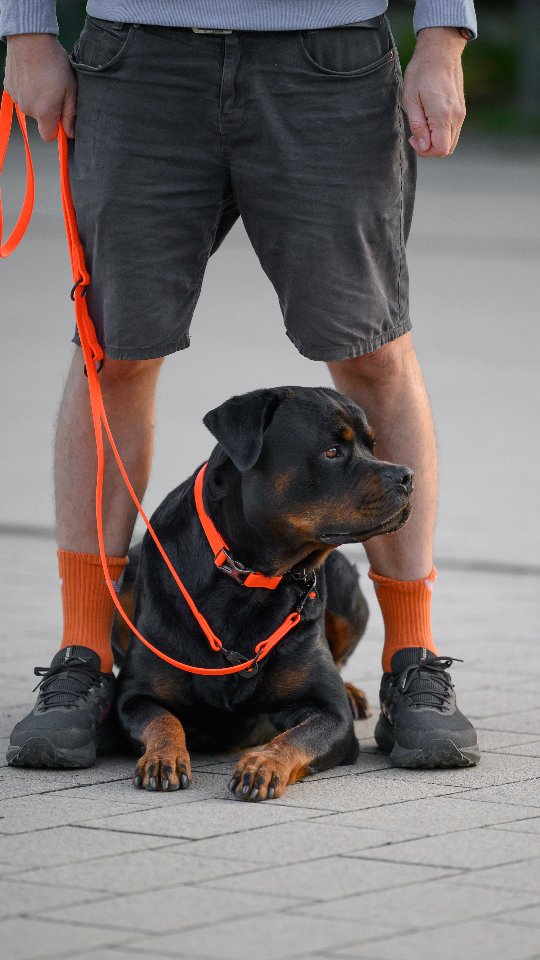 Sprenger Dogsports Facebook ad: POV: Dein Hund und du seid im Partnerlook…