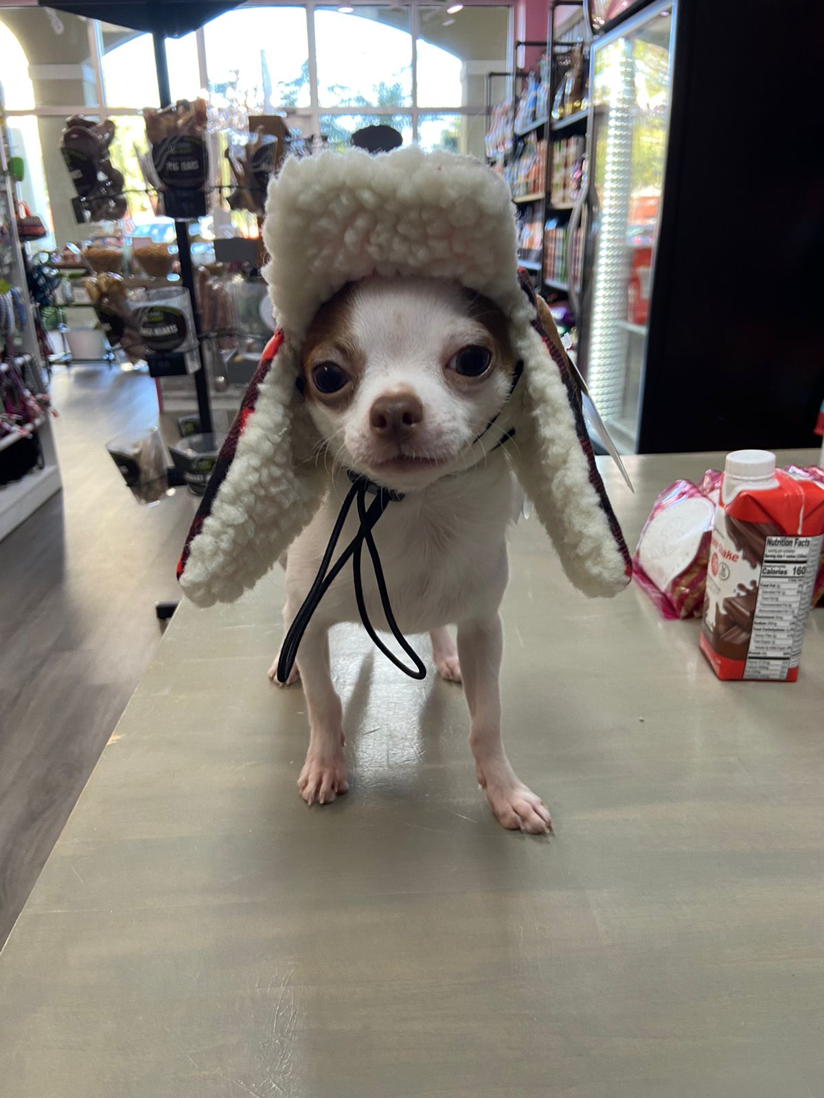 Woofgang Spa Facebook ad: Spa, Dog Grooming & Bakery!