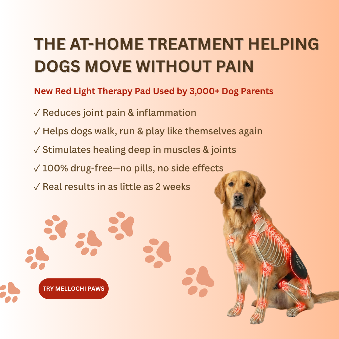 Mellochi Facebook ad: The Simple Treatment Giving Dogs Their Spark Back