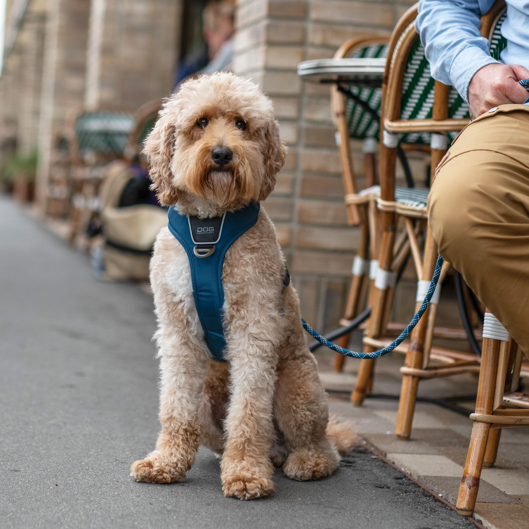 DOG Copenhagen Facebook ad
