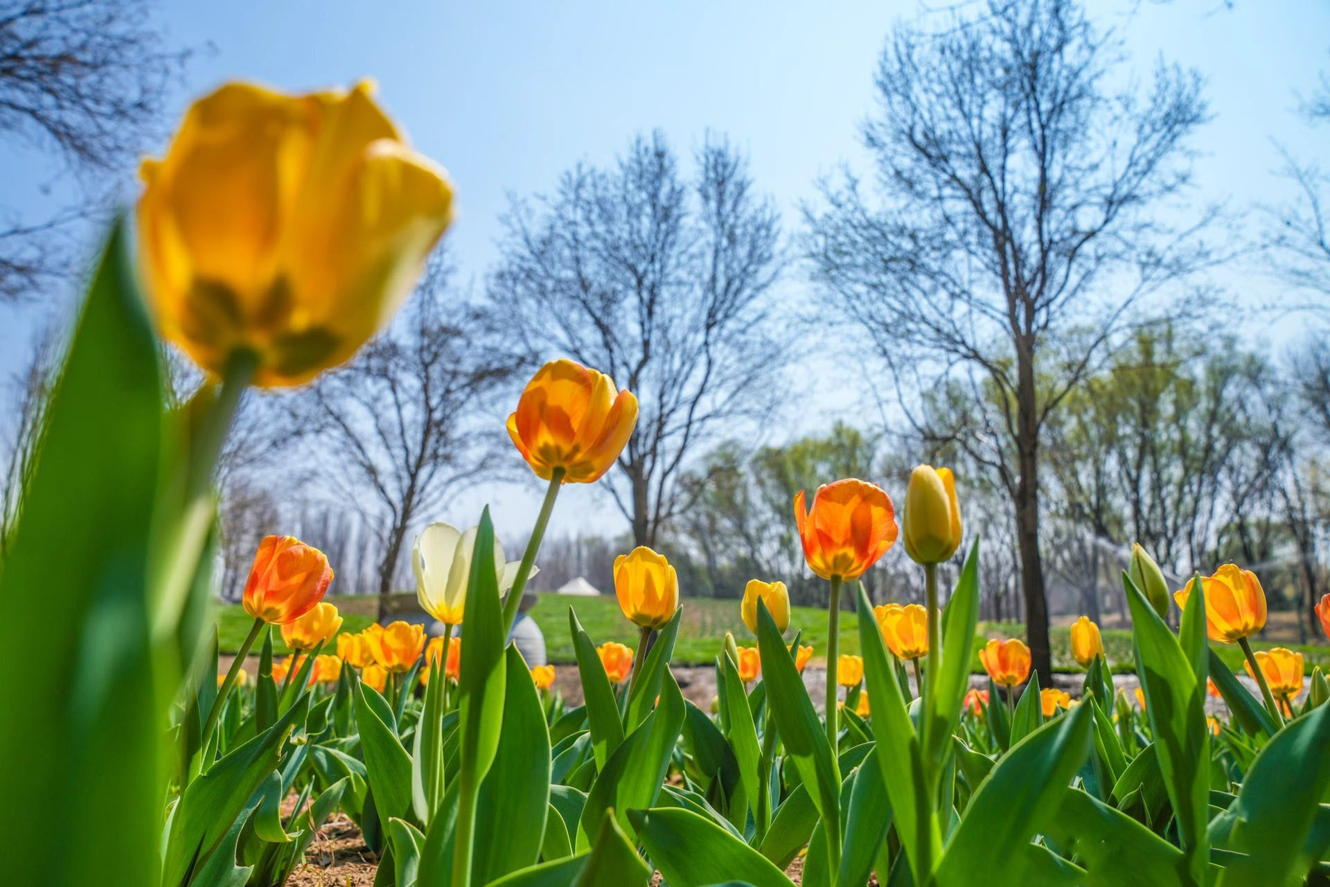 TouchBeijing Facebook ad: The 2026 Beijing Tulip Culture Festival will be…