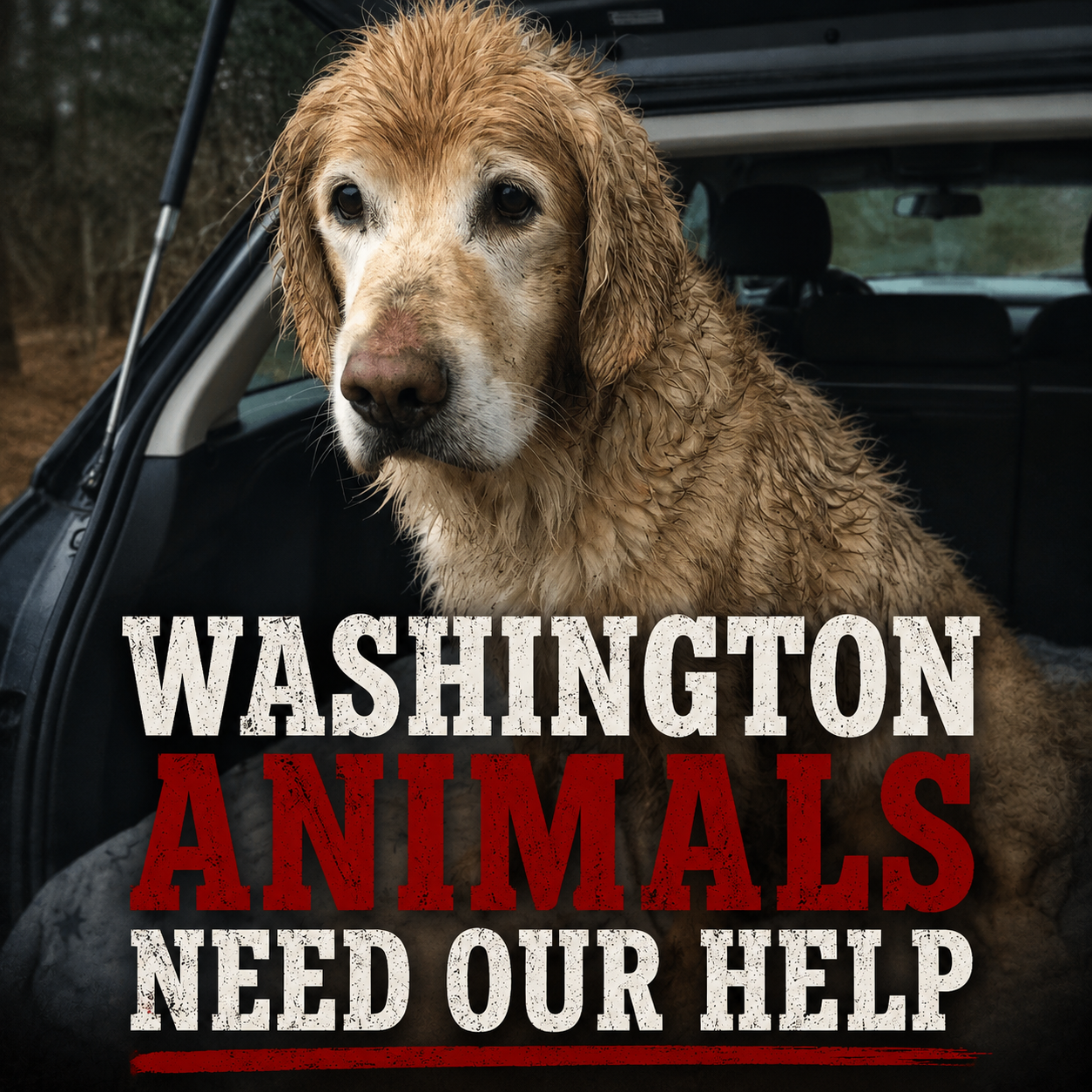 I'd Rather Be With My Dog Facebook ad
