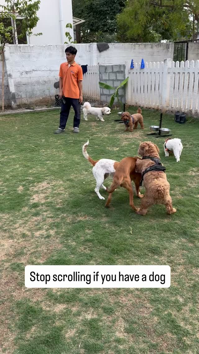 Awwzo Facebook ad: Let your dogs run free at Awwzo