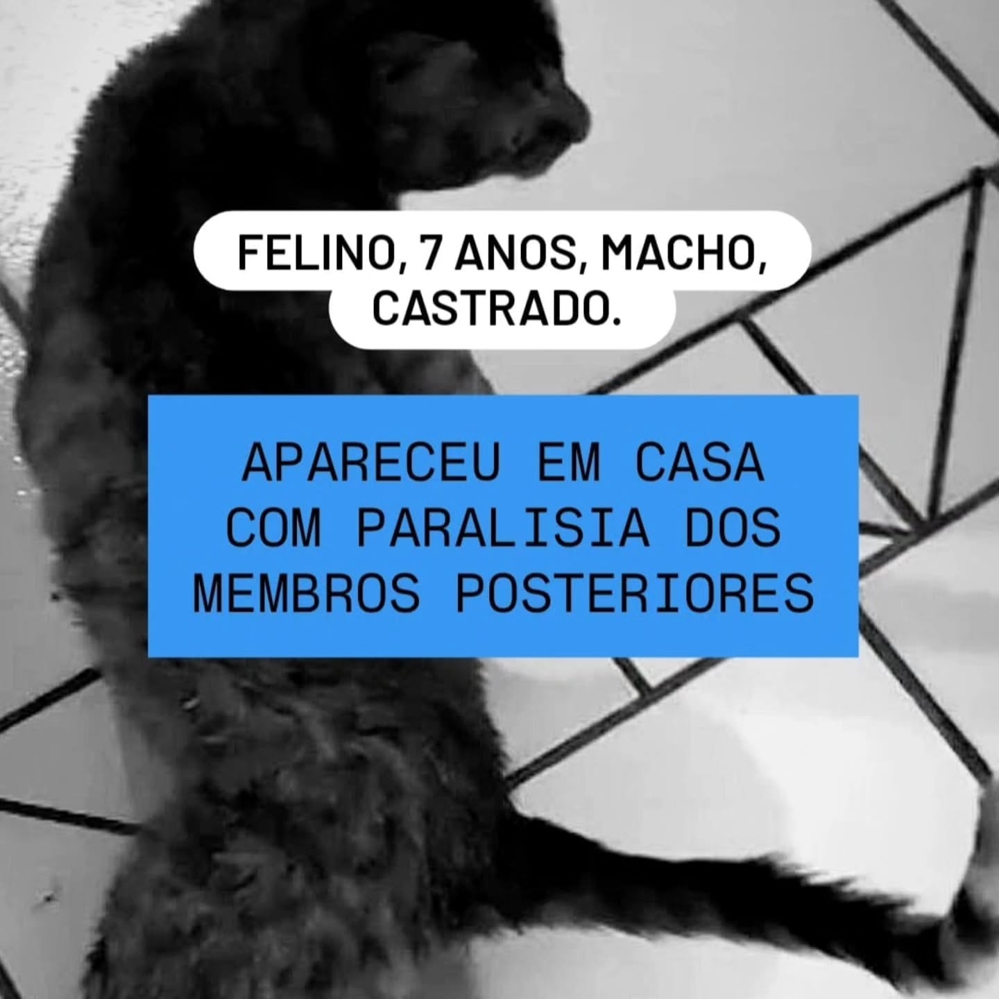 Kaleizu PROF. Facebook ad: Felino com paralisia nos membros posteriores?