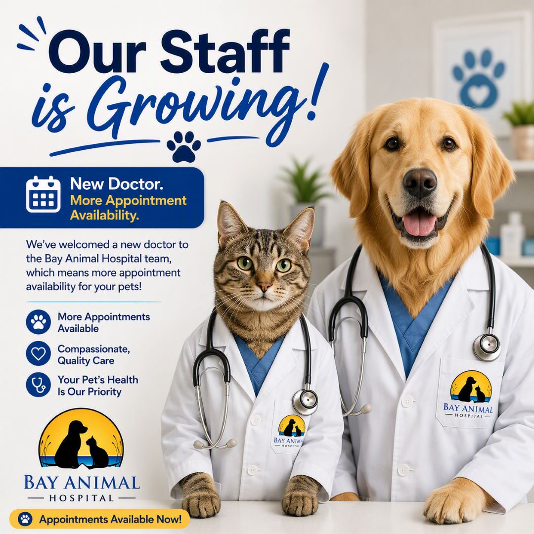 Bay Animal Hospital Facebook ad: Book Your Visit