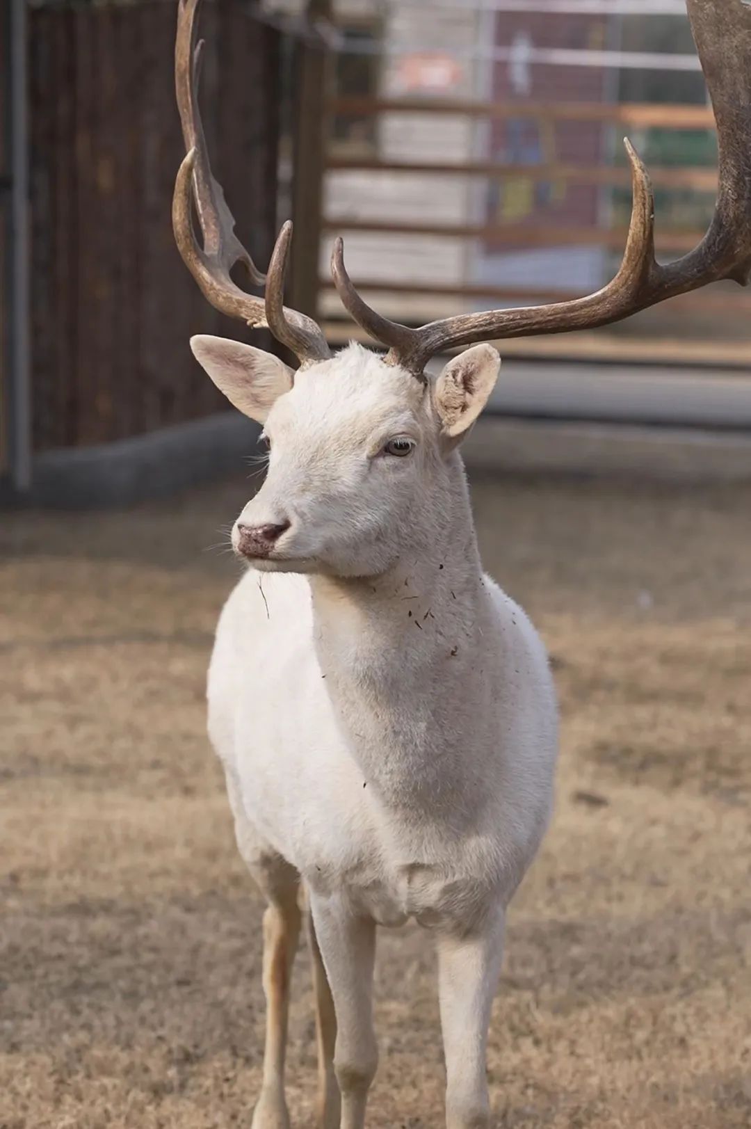 Discover Yancheng Facebook ad: At the white sika deer (aka moonlight spirits)…