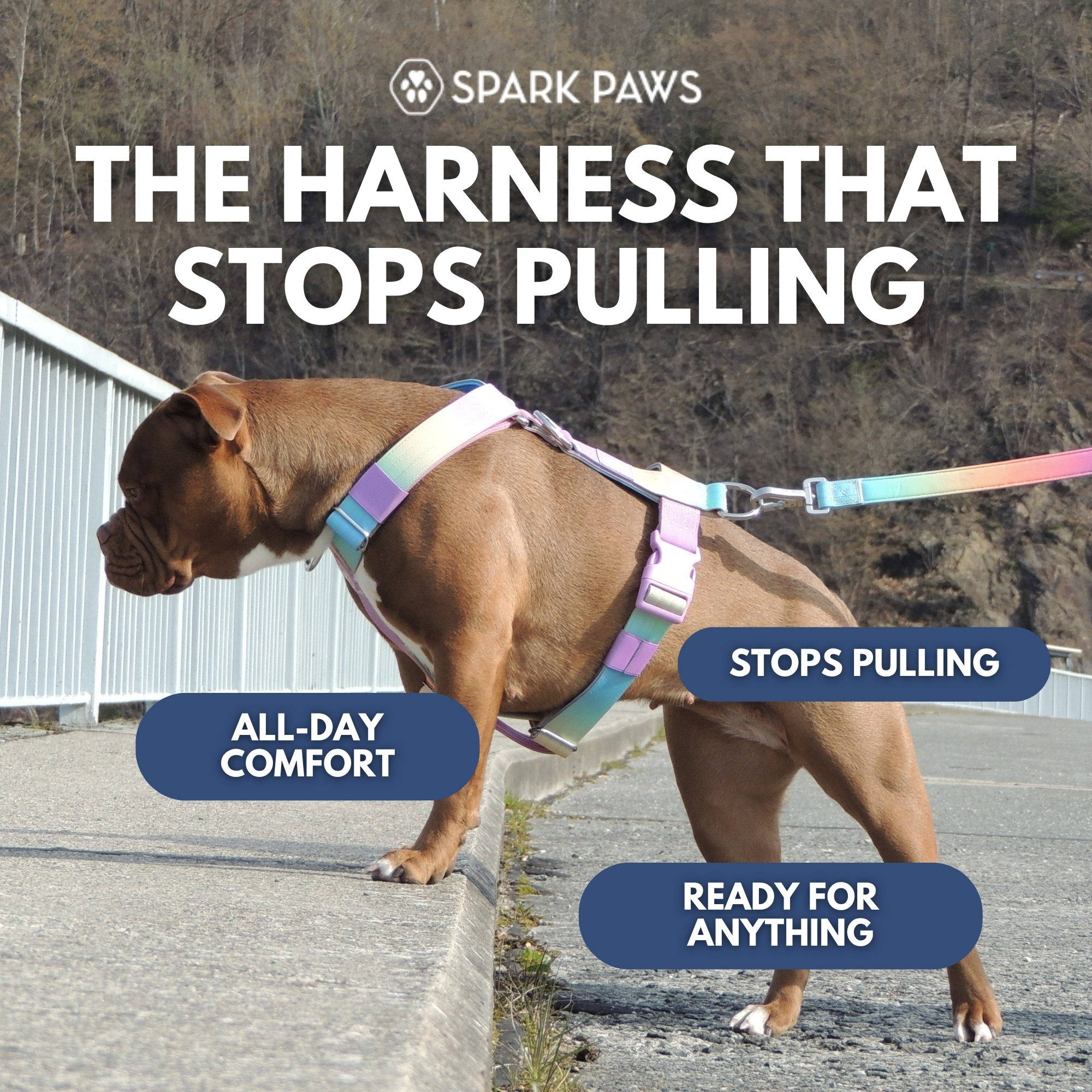 Spark Paws Facebook ad