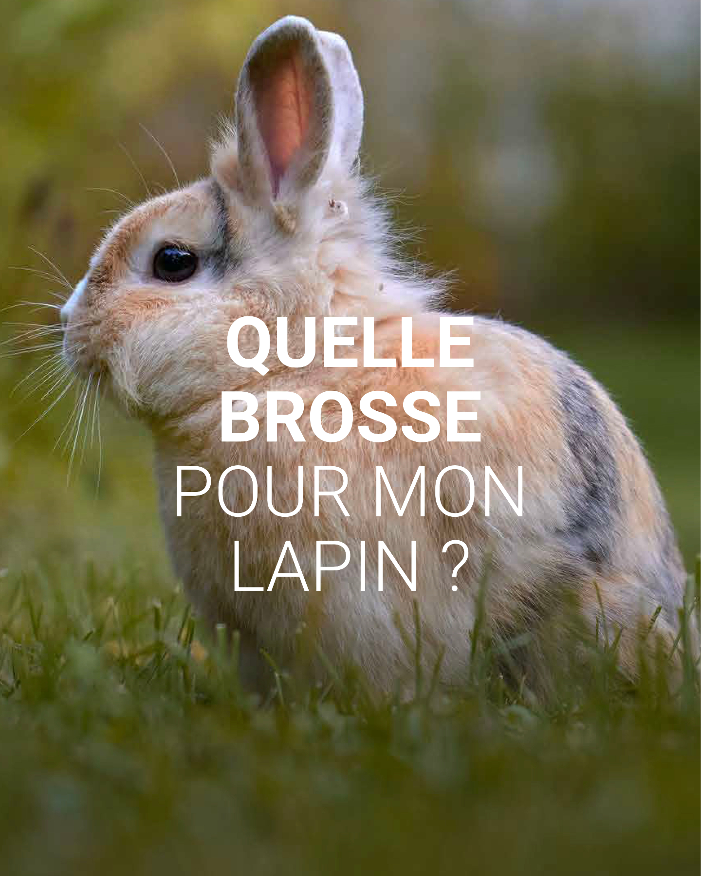 Furminator France Facebook ad: Le brossage est essentiel pour prendre soin du…