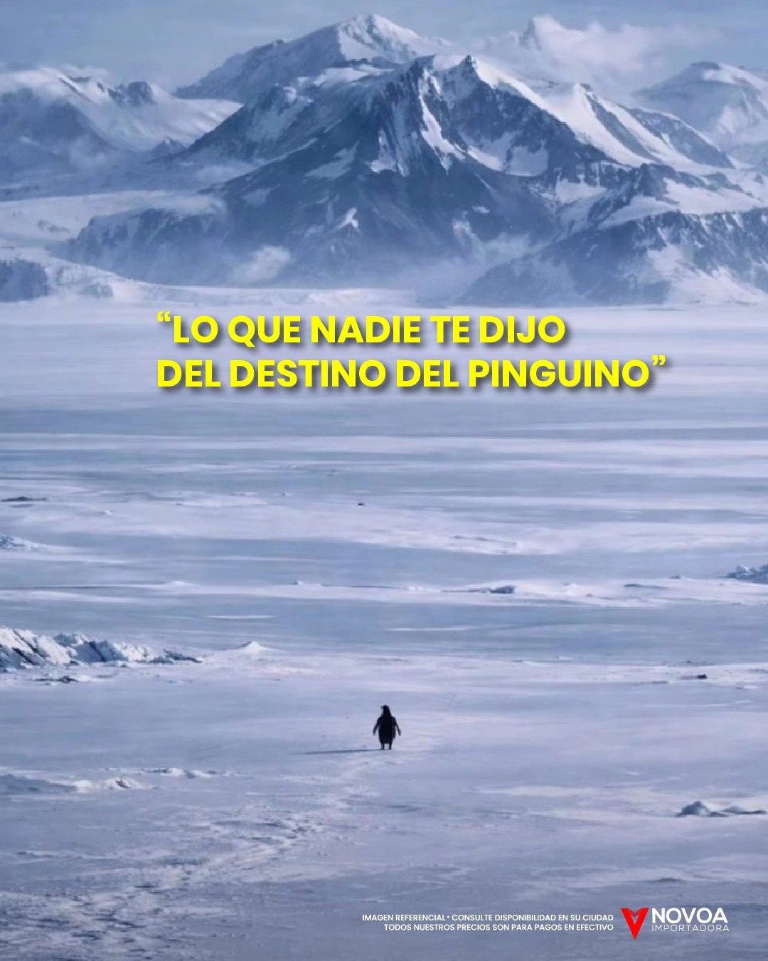 Importadora Novoa Facebook ad: El ya sabe cual es su destino…