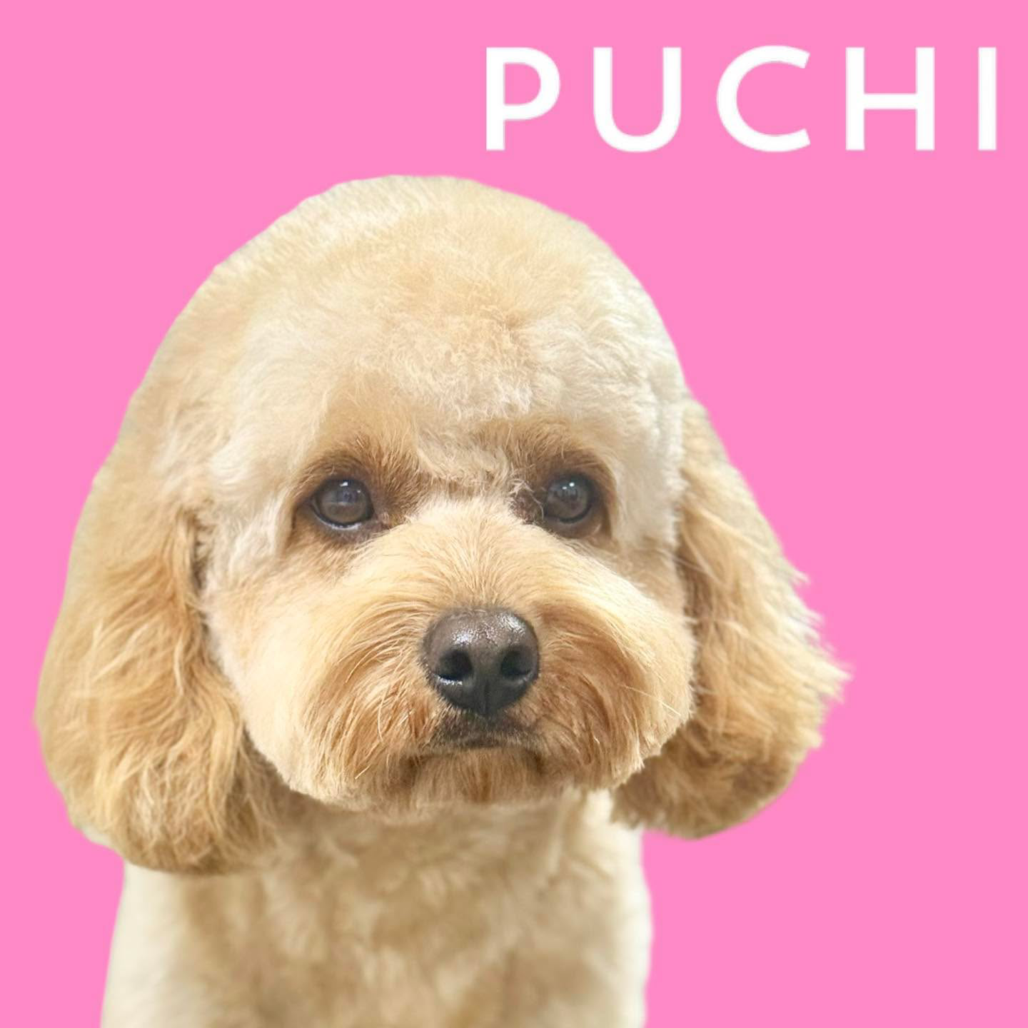 Puchi Dog Grooming Jersey Facebook ad