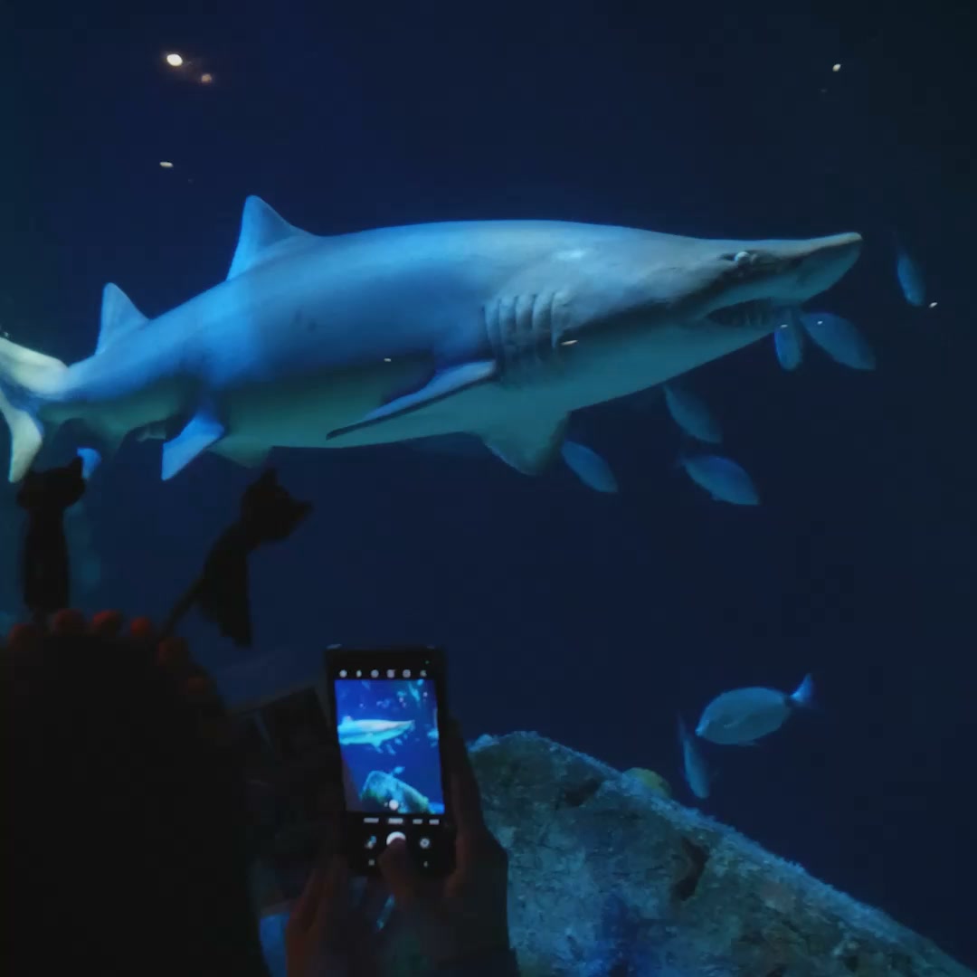 New York Aquarium Facebook ad: Ascarium at New York Aquarium