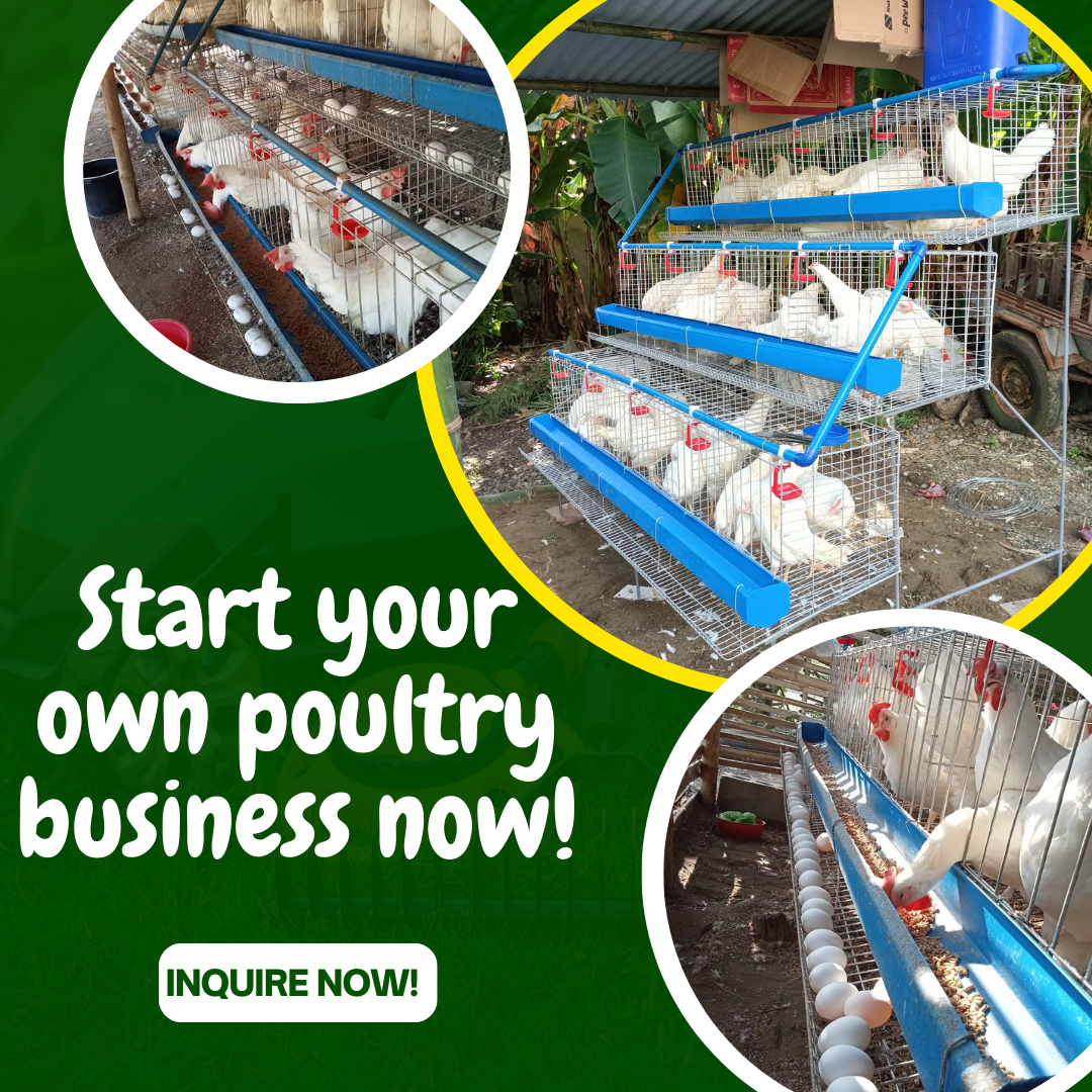 Taraken nga Manok Facebook ad