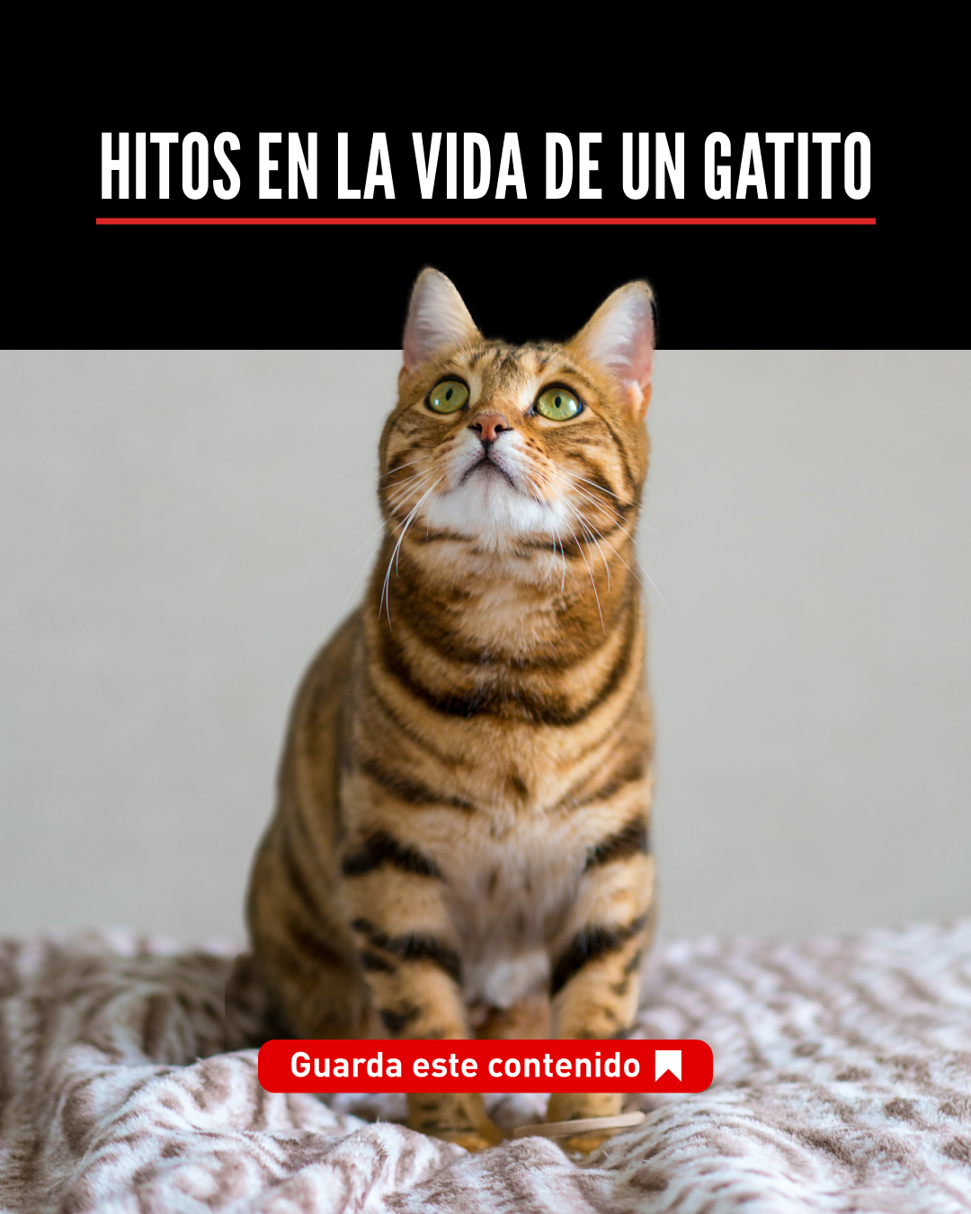 ORIJEN_Chile Facebook ad: De 100 gramos a gato adulto en 12…