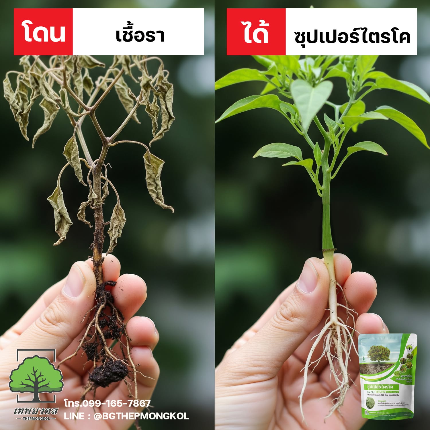ซุปเปอร์ไตรโค สูตรป้องกันและกำจัดเชื้อรา Facebook ad