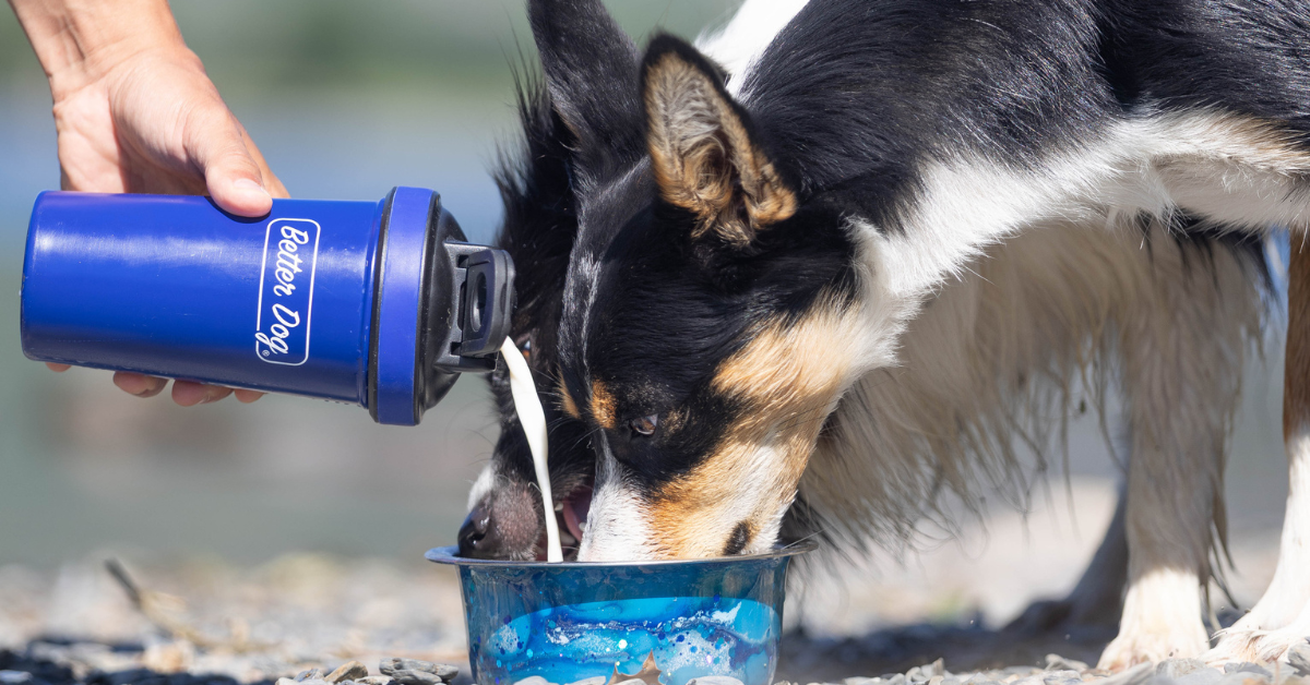 Better Dog Facebook ad from Jul 29, 2026