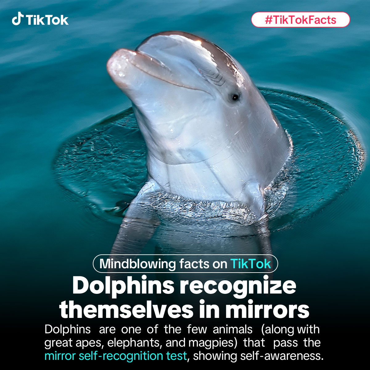TikTok- Global Facebook ad