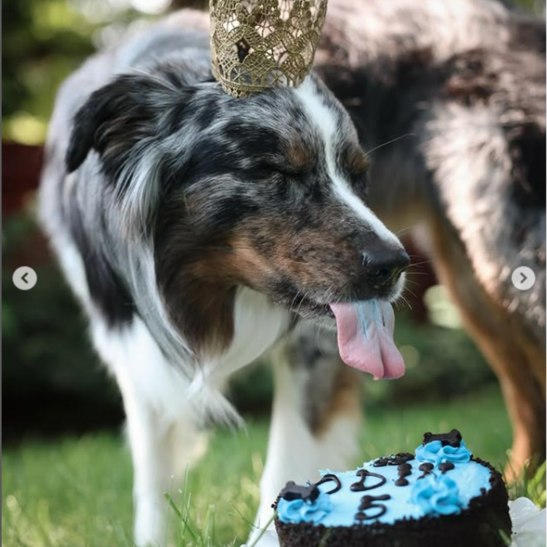 Three Dog Bakery - Apple Valley, MN Facebook ad