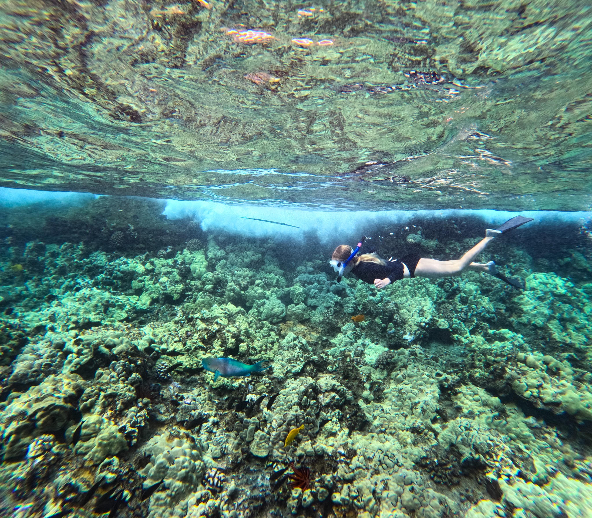 Maui Snorkeling Facebook ad from Jan 20, 2025