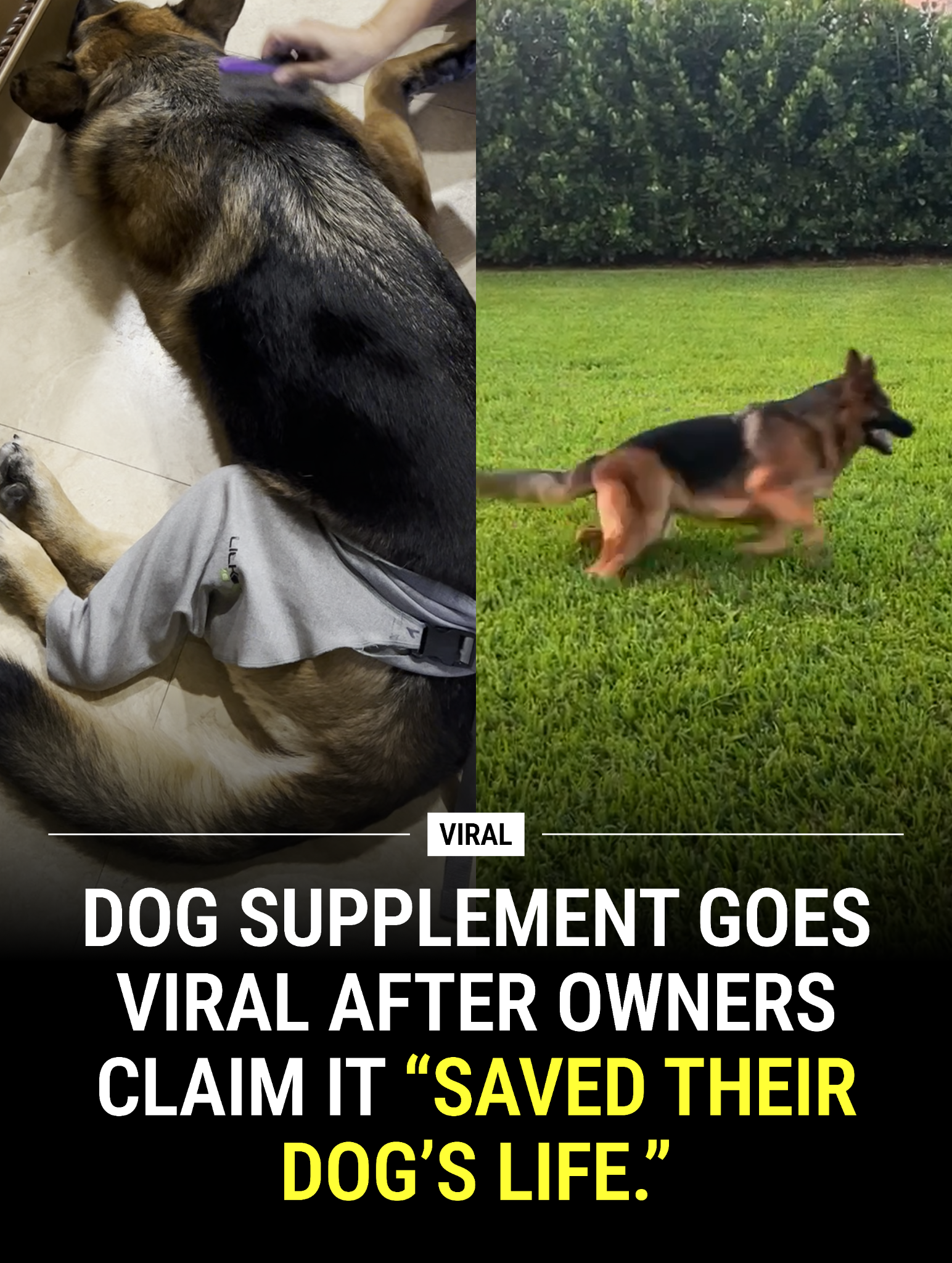 Dog is Human Facebook ad