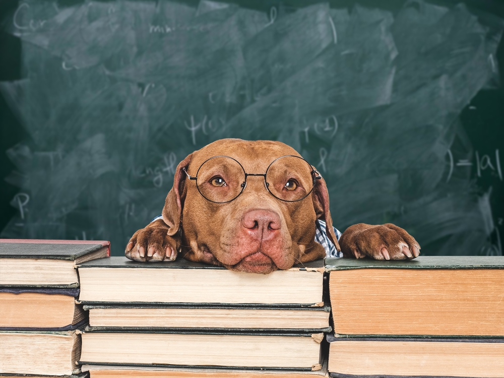 Ridgeside K9 - Modern Dog Training Facebook ad