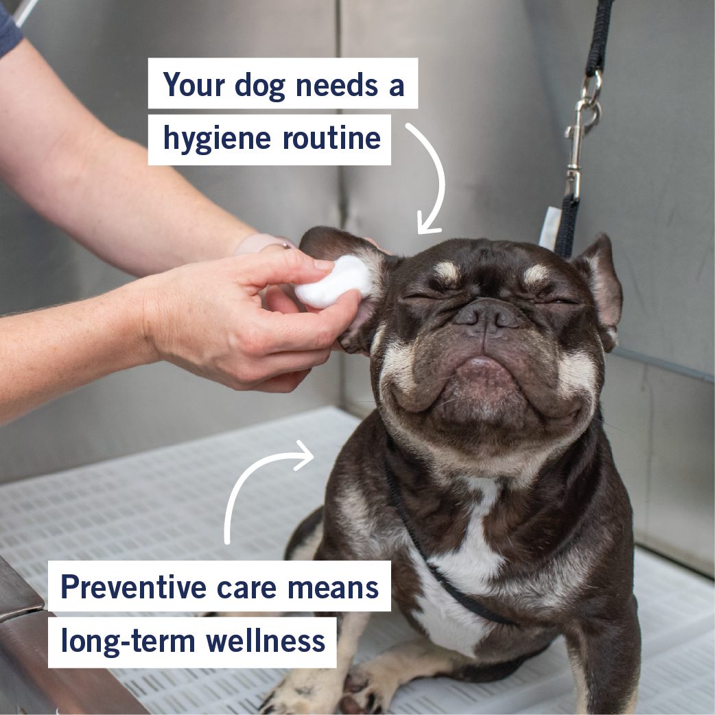 Scenthound Facebook ad: We keep dogs clean and healthy!