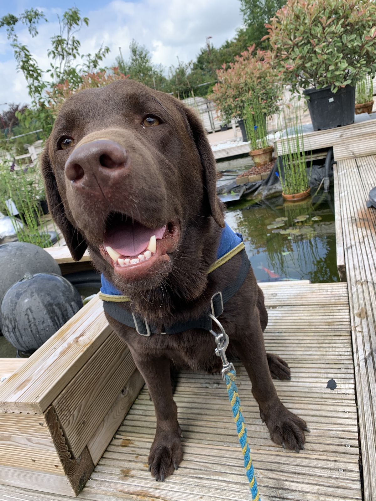 Mary jane Facebook ad: Read If You Own a Dog
