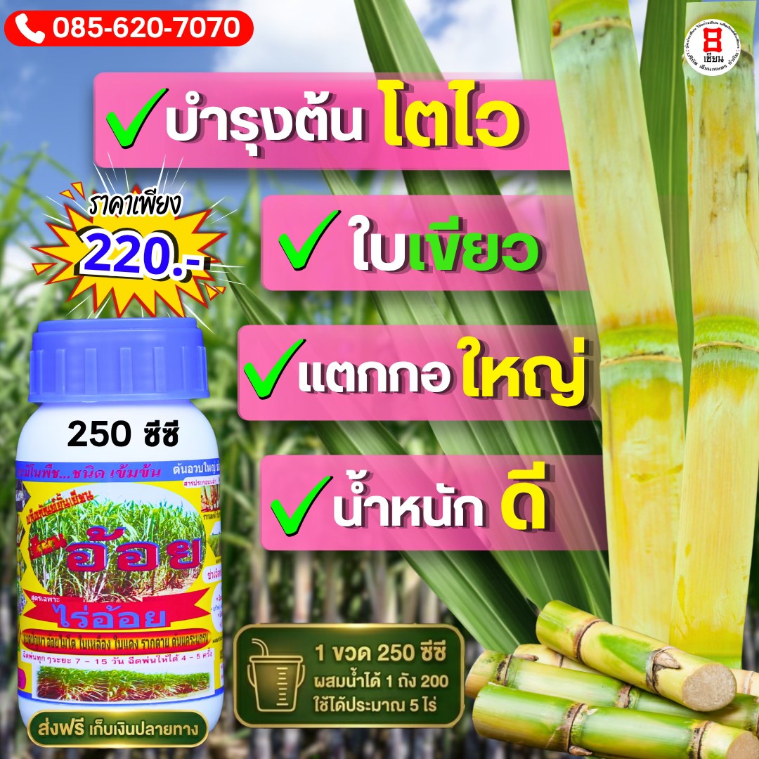 เซียนข้าวโพด 8เซียน อาหารพืช Facebook ad: อ้อยต้นไม่สมบูรณ์ ใบเหลือง ใบแดง ต้นแคระแกร็น