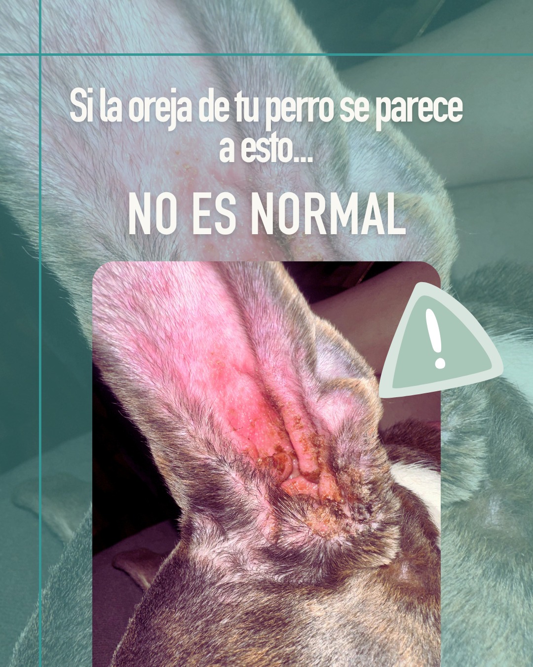 Centro Veterinario Asís - San Fernando Facebook ad: Si la oreja de tu perro está roja…