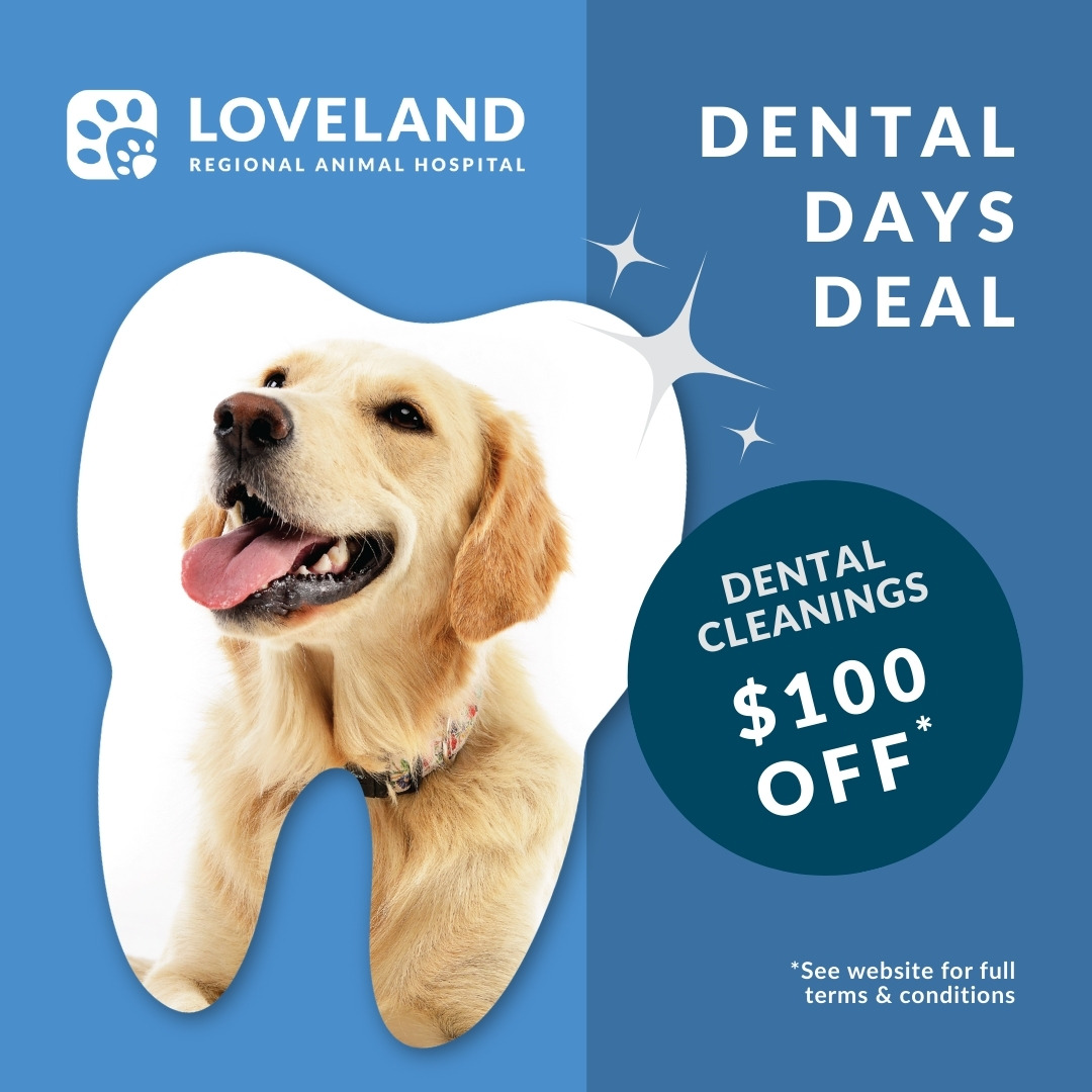 Loveland Regional Animal Hospital Facebook ad: For a limited time, you can save big on your pet’s dental…