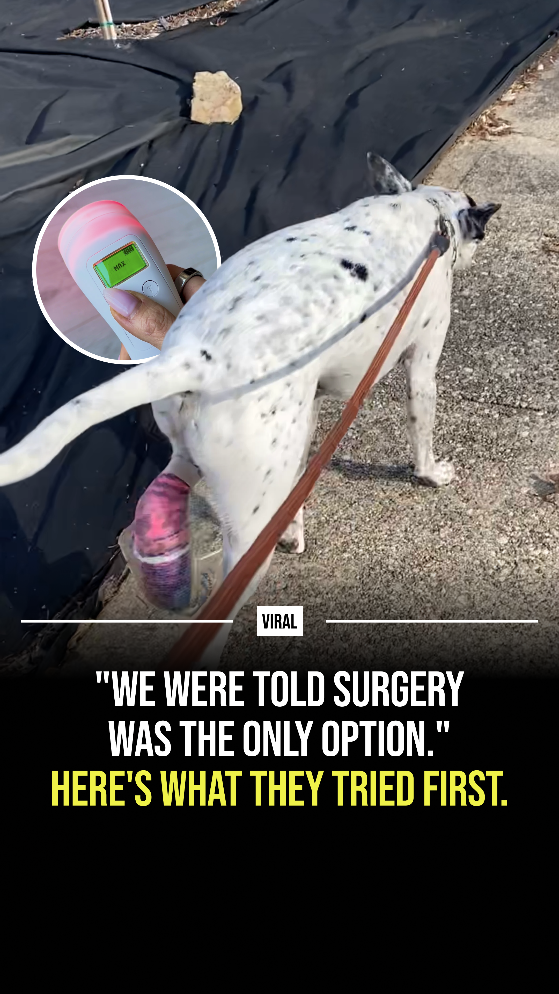 Helio Pet Facebook ad