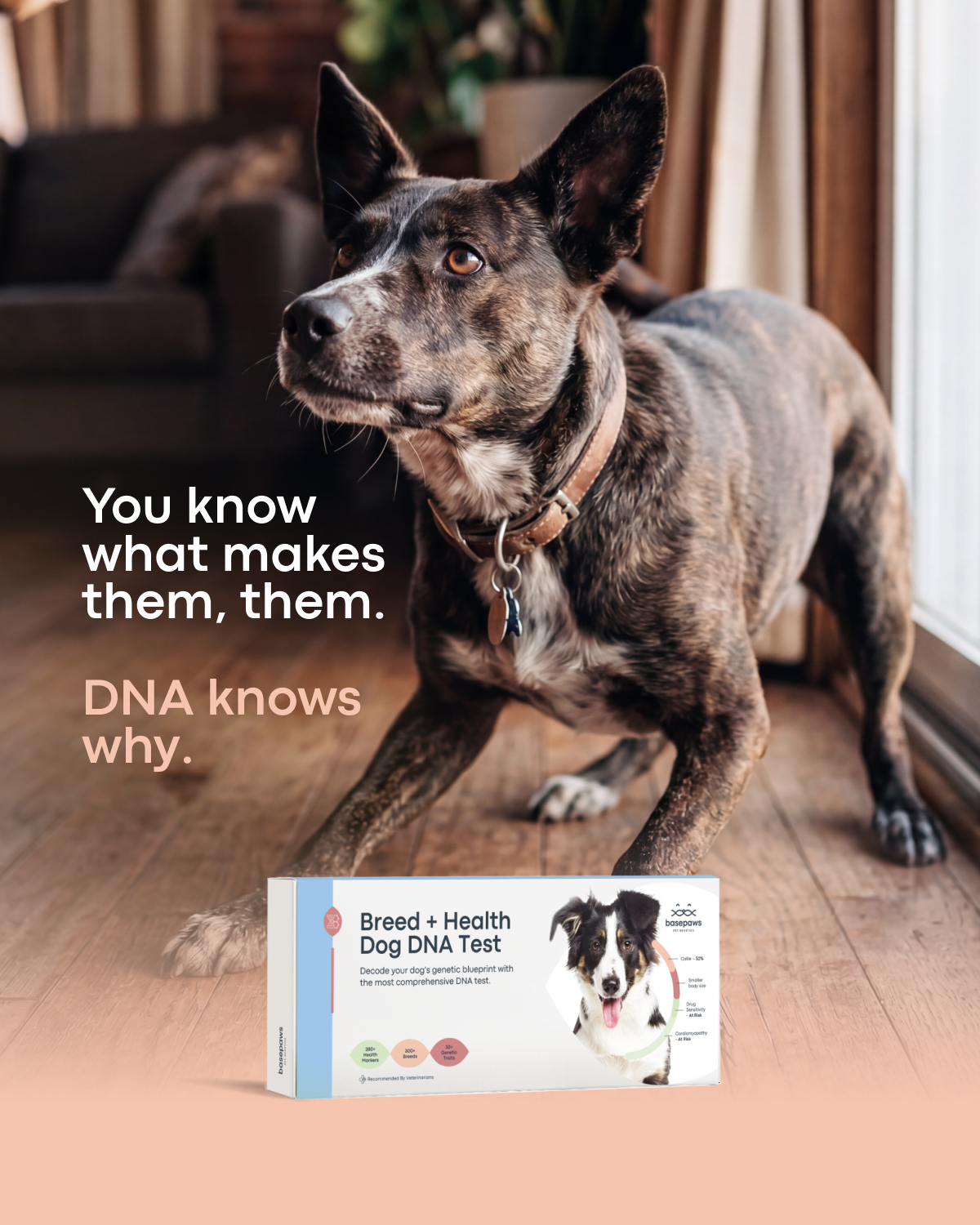 Basepaws Facebook ad: Go Beyond Guessing