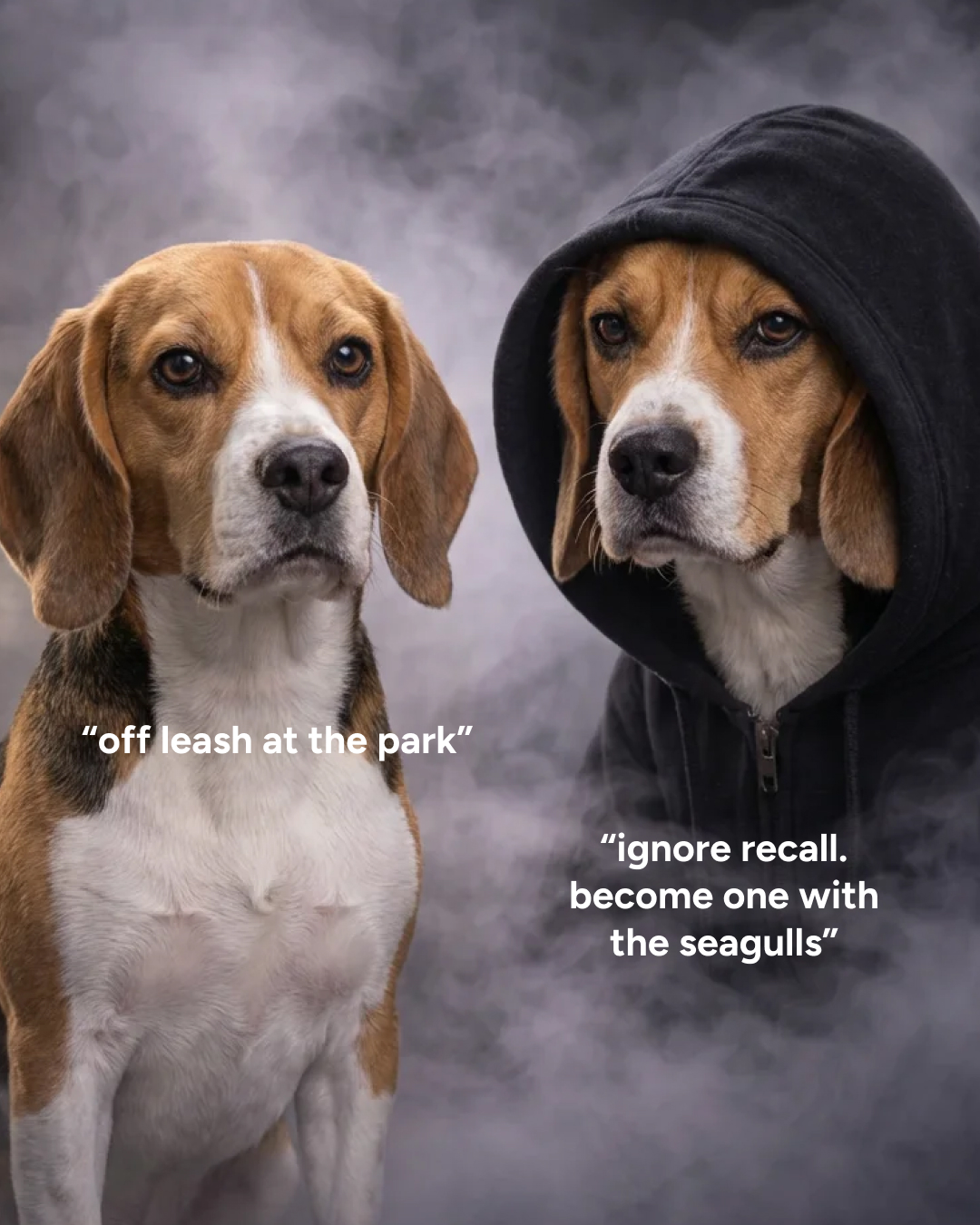 eDog Facebook ad: Keep Your Dog Safe with eDog's Containment Fences!