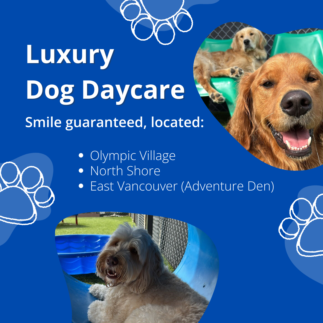 Jet Pet Resort Facebook ad from Jun 19, 2026