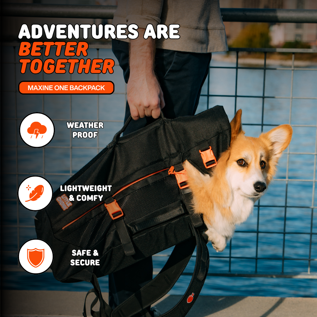 Little Chonk Facebook ad