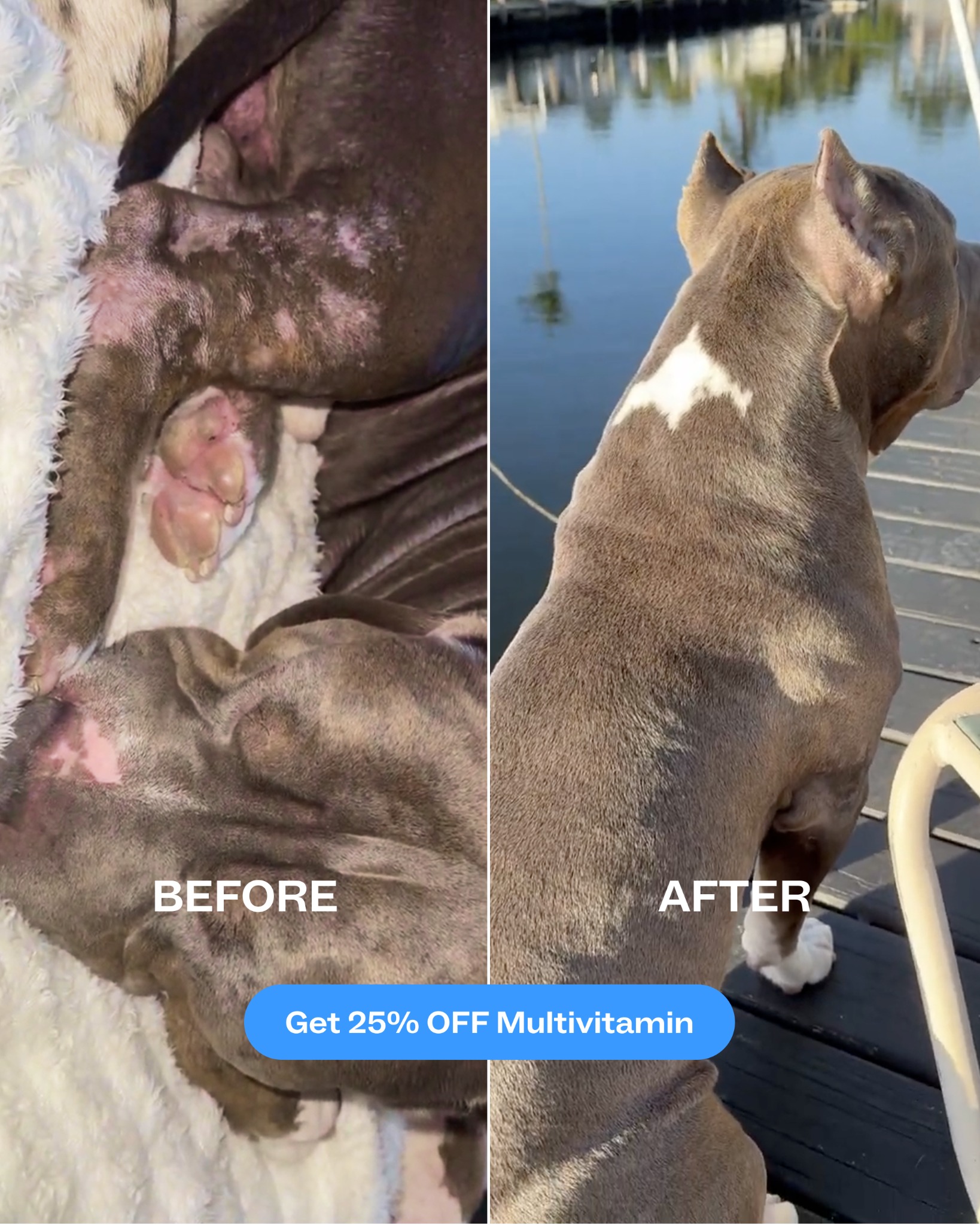 Dog is Human Facebook ad