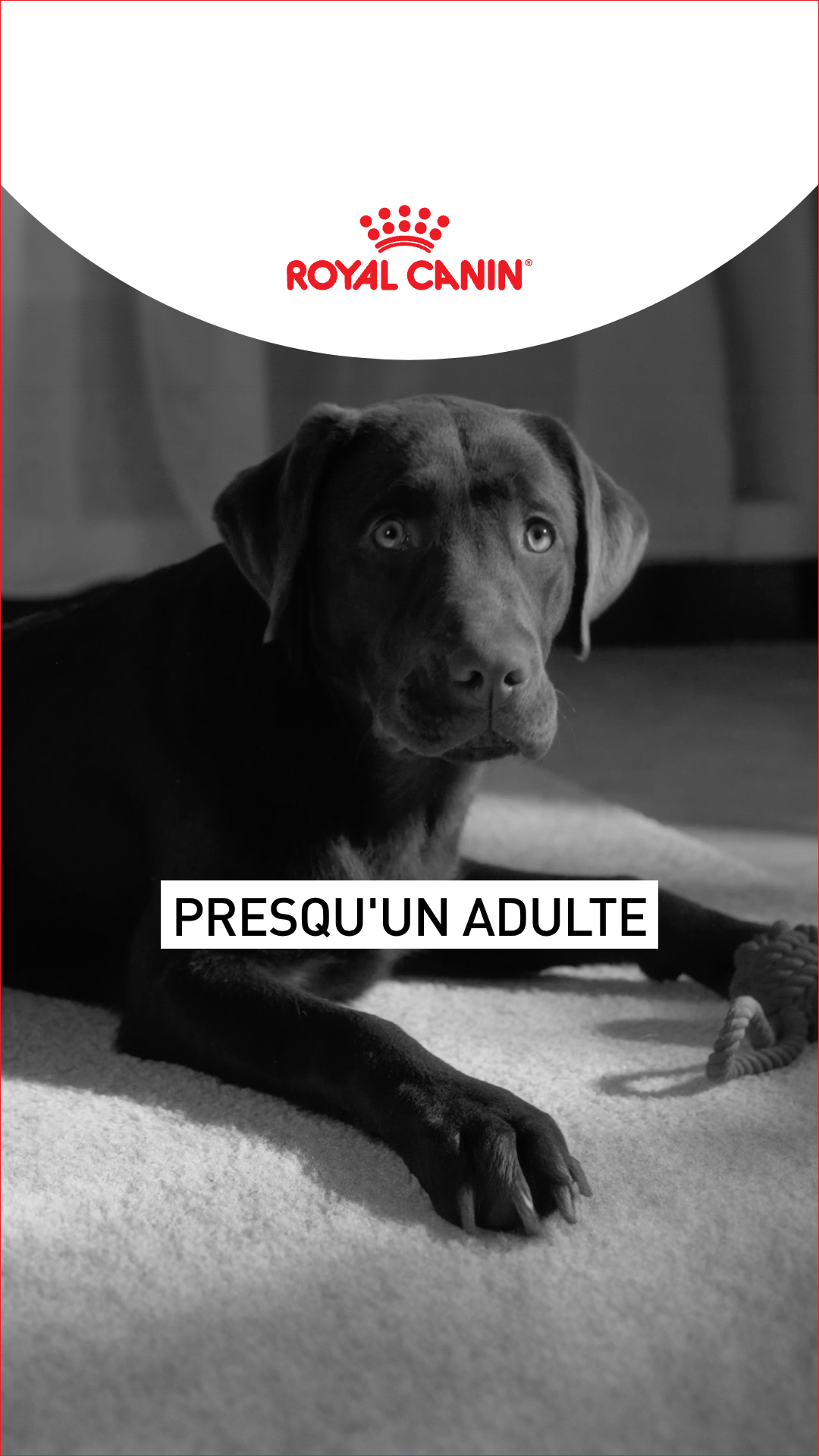 Royal Canin Facebook ad