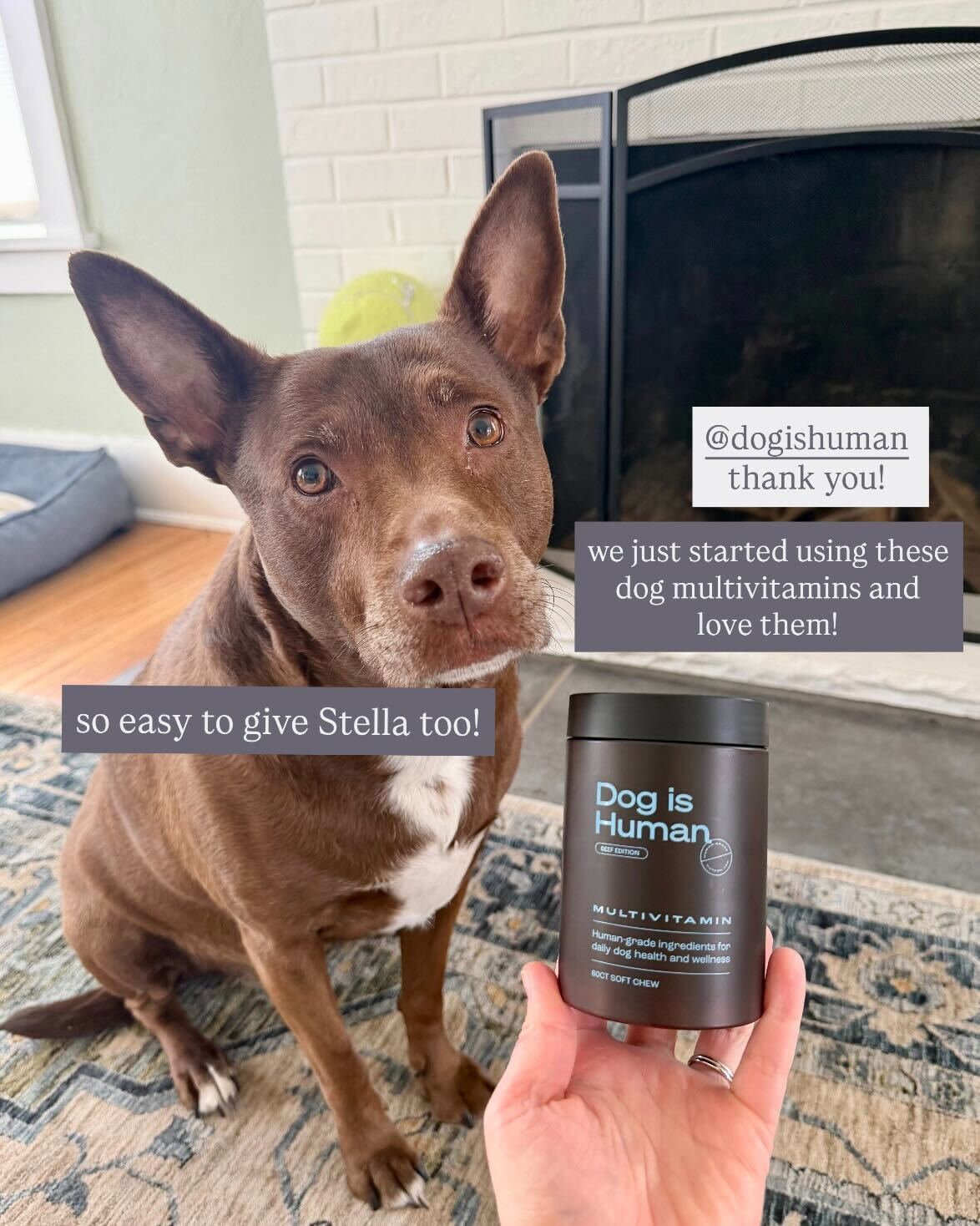 Hunger for Words Facebook ad: Daily Dog Multivitamin, Real Results