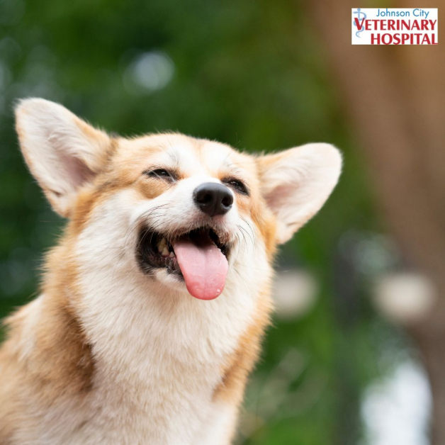 Johnson City Veterinary Hospital Facebook ad