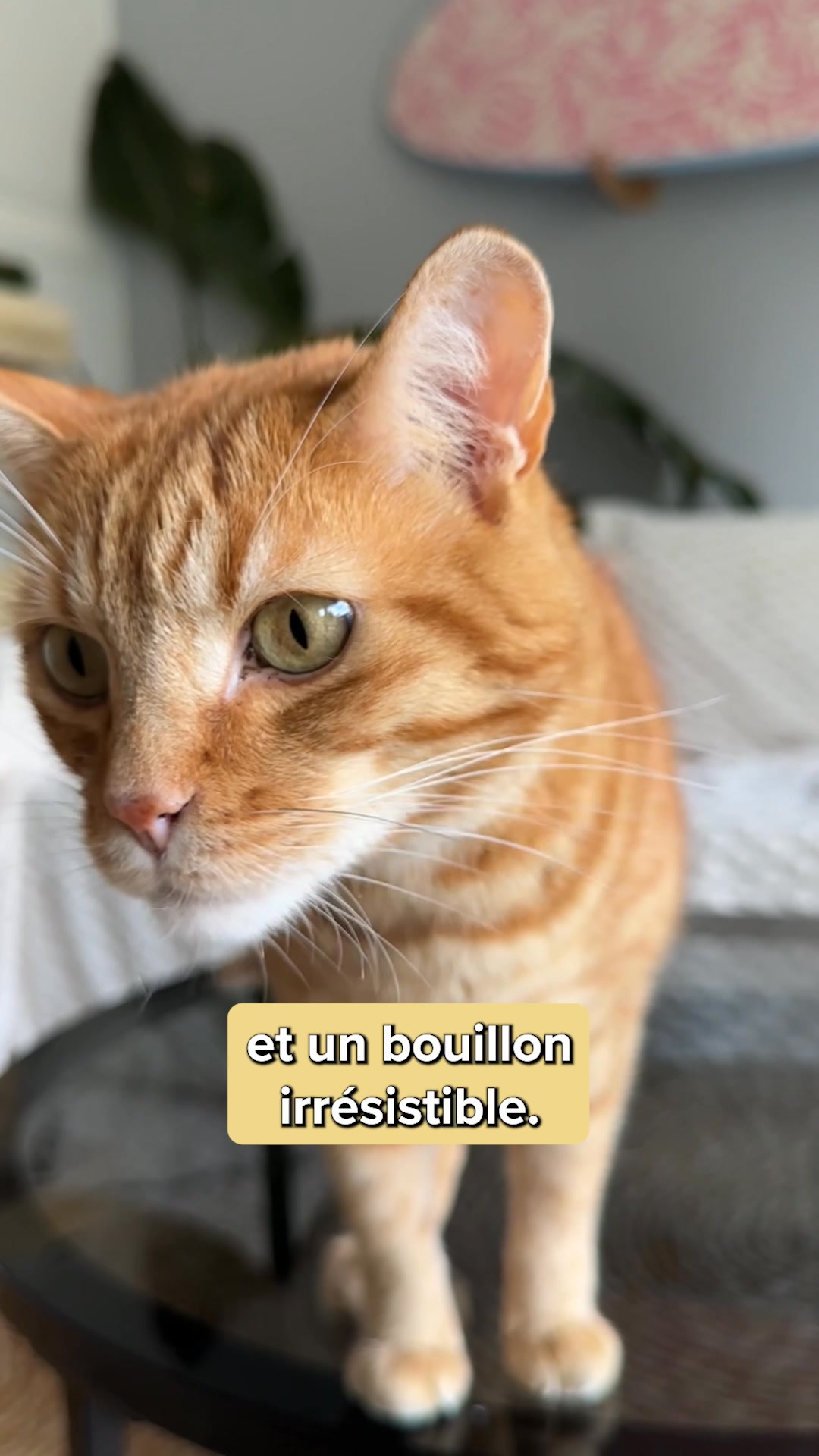 Franklin Pet Food Facebook ad: Nouvelle gamme de filets
