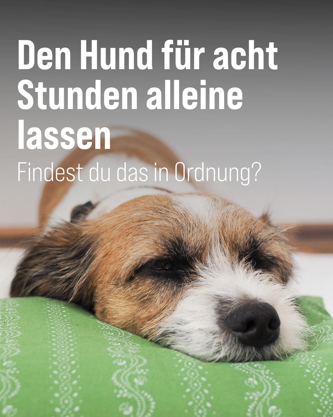 ZooRoyal Facebook ad: Vollzeit-Job, lange Pendelzeiten, ein Leben, das einfach…